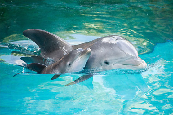 dolphin image hosted online